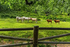Materials: Cows in meadow - Ambroz Valley Extremadura Spain