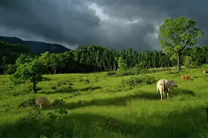 Swallowing: Cows in the meadow - Guadeloupe