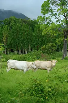 Grounds: Cows in the meadow - Guadeloupe