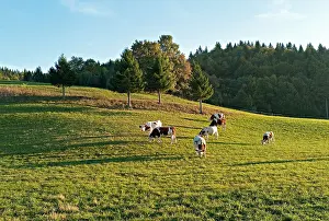 Comt: Cows in a meadow Lajoux France
