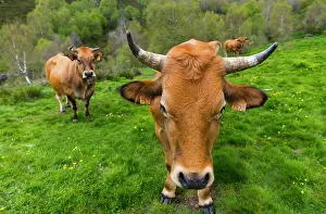 Swallowing: Cows in the meadow mountain - Asturias Spain