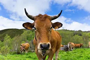 Swallowing: Cows in the meadow mountain - Asturias Spain