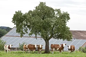 Fran: Cows in a meadow near a roof of solar panels