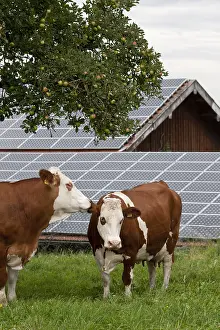 Fran: Cows in a meadow near a roof of solar panels