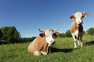 Bovines: Cows on a meadow, Warngau, Oberland, Upper Bavaria