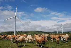 Windcharger: Cows in the meadow before the wind Languedoc France