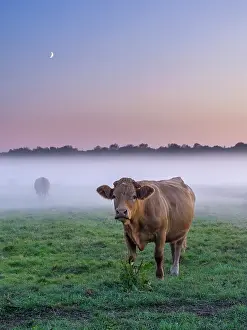 200621: Cows on misty grazing marsh with moon - Norfolk