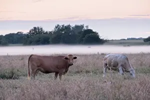 200621: Cows on misty grazing marsh - Norfolk UK