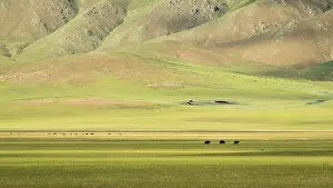 Extensive: Cows in the Mongolian steppe, Tsaritsyn Ereg - Province