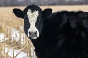 Jennifer: Cows in Nebraska