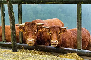Chestnuts: Cows - Pagoeta Natural Park Basque Country Spain