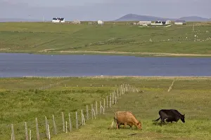 Countryman: Cows on a pasturage Ireland