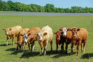Brandenburg: Cows on the pasture, Kremmen, Brandenburg, Germany
