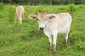 Finca: Cow