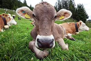 Oberallgu: Cows on the pasture, portrait, near Obermaiselstein