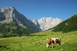 Hinterriss: Cows on the pasture, Tyrolean Simmental cattle