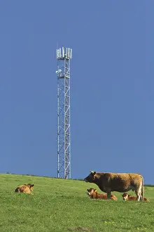 Phone: Cows under a phone antenna Lestard Correze