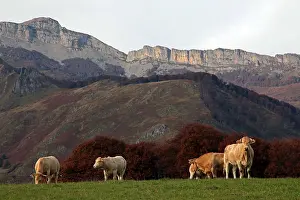 Atlantiques: Cows on the plateau Lhiers in the Pyrenees France