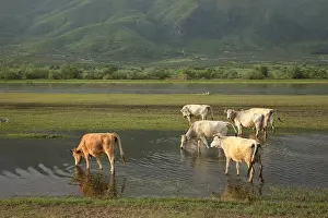 Bogs: Cows in a prairie lake innondee Kerkini Greece