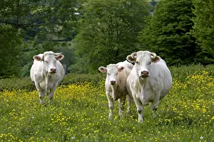 Charollais: Cows race Charolais in the Charolais Bourgogne France