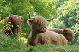 Broom: Cows of the race Galloway Vosges du Nord RNP France