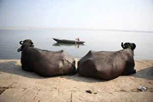 Towns: Cows at rest on the banks of the Ganges Varanasi India