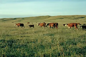 Beef: Cows in the Sandhills, Nebraska