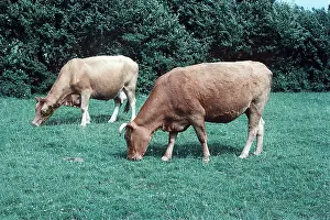 Pastoral: COWS - SOUTH DEVON