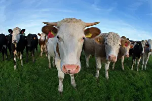 Uicn: Cows standing in a meadow in autumn - GB