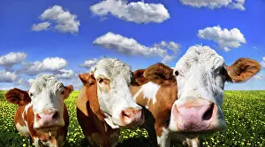 Dandelions: Three cows standing on a meadow with dandelions