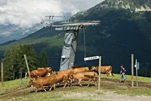 Cattleman: Cows in the summer with cowboy Savoie La Plagne