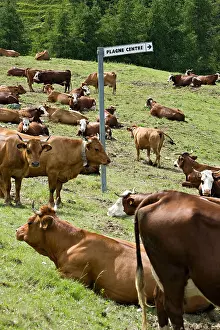 Plagne: Cows in Summer in La Plagne in summer Savoie