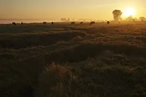 Intergalactic: Cows at sunrise in the bay of Mont St Michel France