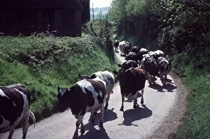 Sussex: COWS IN SUSSEX LANE