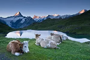 Bachalpsee: Cows and swiss alps at sunrise Bachalpsee Switzerland