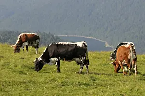 Stubble: Cows Vosges and Lake Kruth Ridge High-Vosges