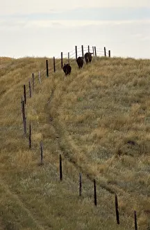 File: Cows walking along a fence Saskatchewan Canada