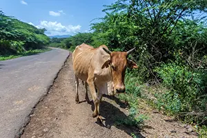 Manoj Shah: Cows walkingg at Lake Bogoria; Great Rift Valley; Kenya