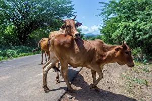 Manoj Shah: Cows walkingg at Lake Bogoria; Great Rift Valley; Kenya