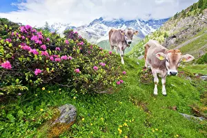 Backdrop: Cows, on the way up to Schoenegg above Sulden in