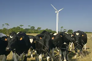 Technologies: Cows in front of the windmill farm of Goulien Sizun Cape