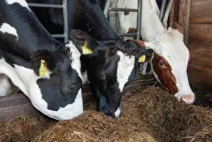 Stall: Cowshed, cage, fodder silage