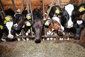Stall: Cowshed, cage, fodder silage