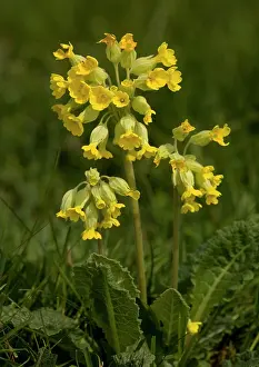 Cowslips: Cowslip