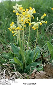 Cowslips: COWSLIP