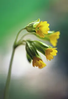 Veris: Cowslip