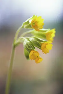 Veris: Cowslip