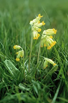 Veris: Cowslip