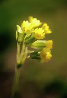 Veris: Cowslip