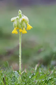 Cowslips: Cowslip